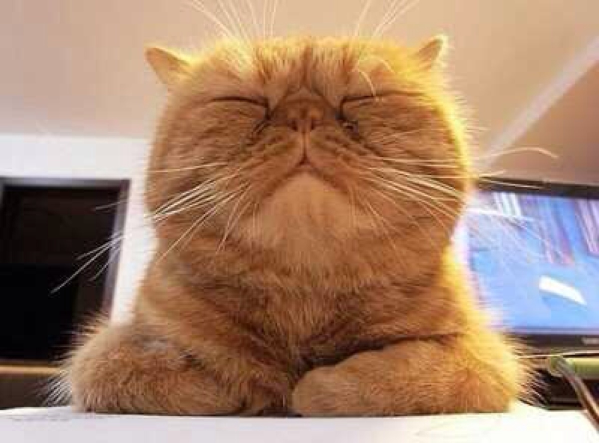 怎么分清公猫还是母猫,怎么分清是母猫还是公猫