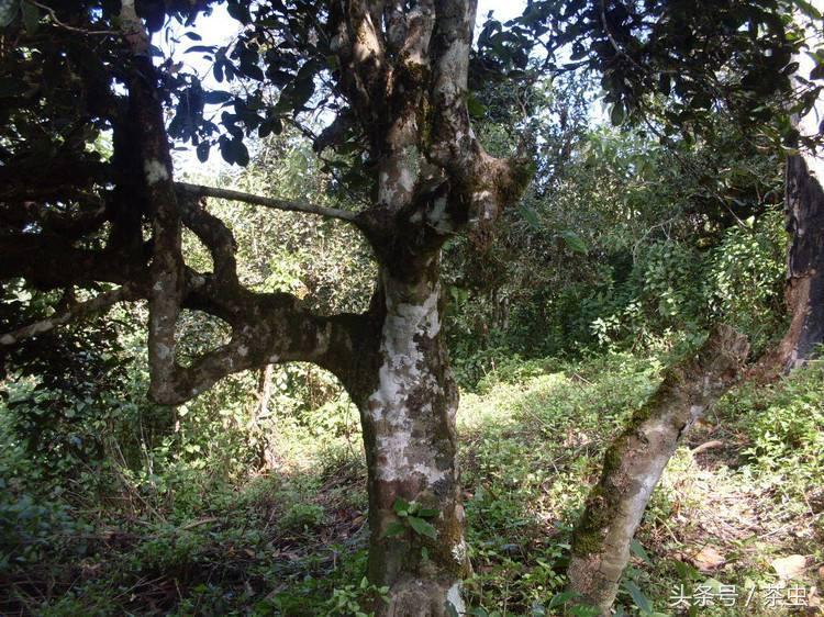 十大经典普洱茶排行榜,十大名寨普洱茶