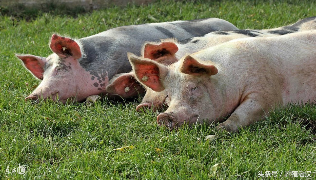 猪血痢疾怎么引起的,猪血尿病因及治疗