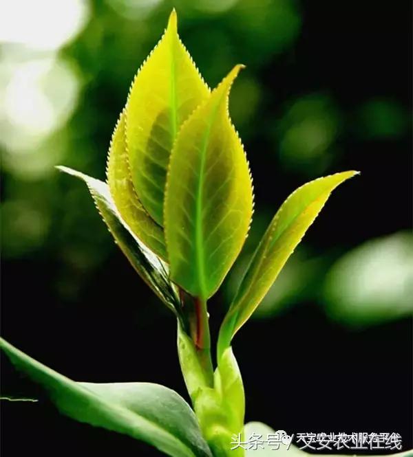 磷酸二氢钾在农作物的使用方法,磷酸二氢钾使用方法及注意事项