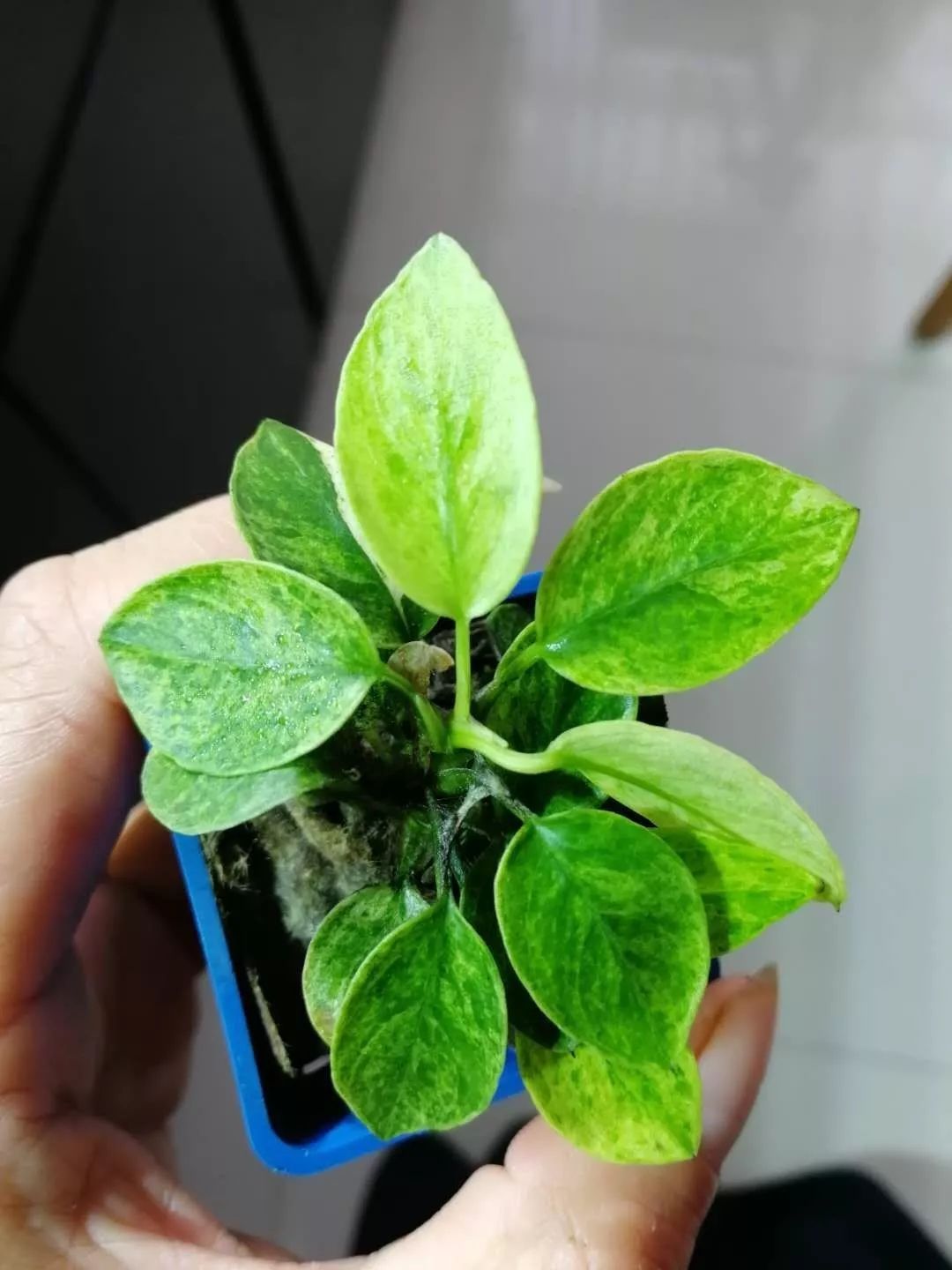 老王家的池塘视频,小型水榕水草推荐