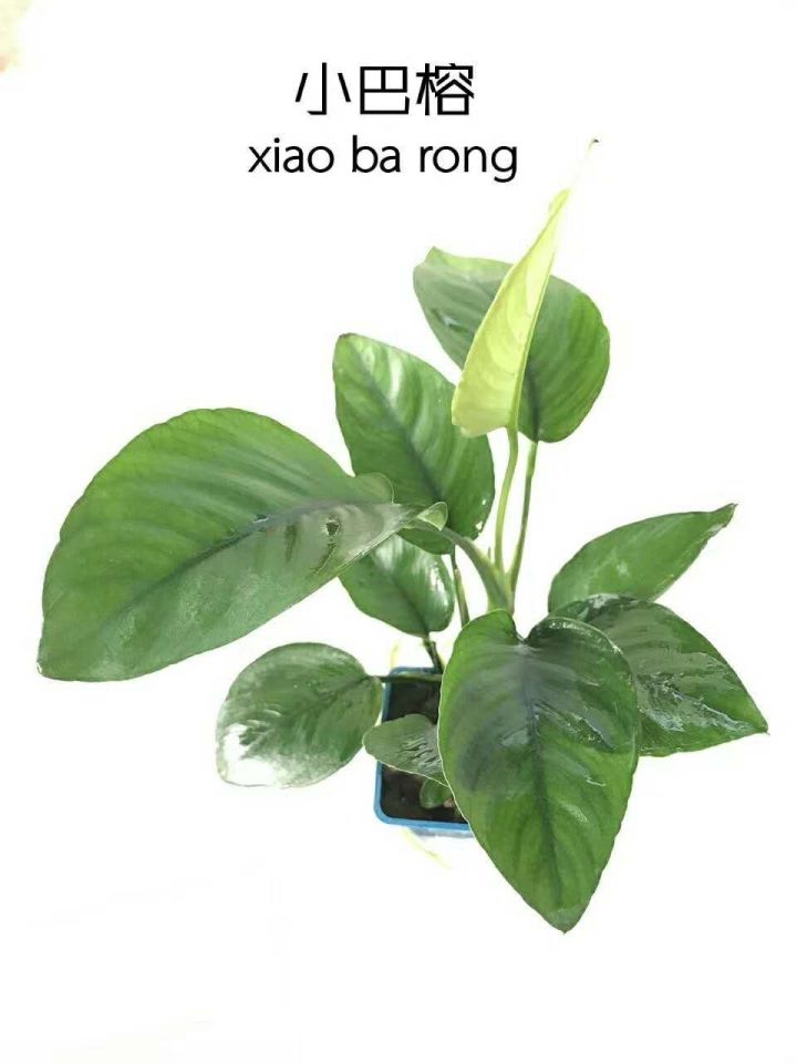 水榕需要种在水草泥里吗,水草造景生命之树