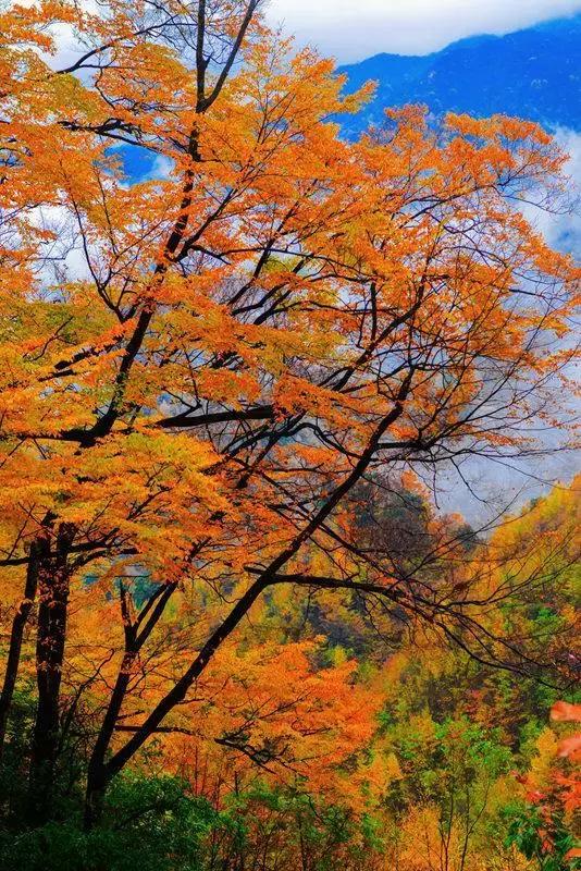 成都乐山红叶彩林,四川红叶彩林旅游节