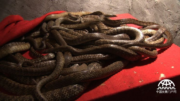 致富经:胆小小伙养蛇记