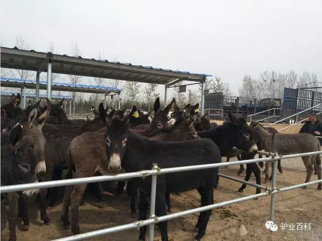 手把手教你买大牌,手把手教你挑一头好驴