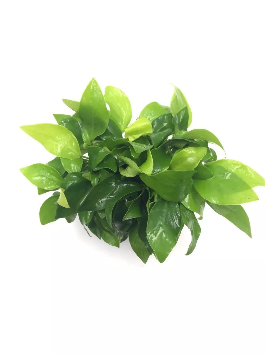 水榕需要种在水草泥里吗,水草造景生命之树