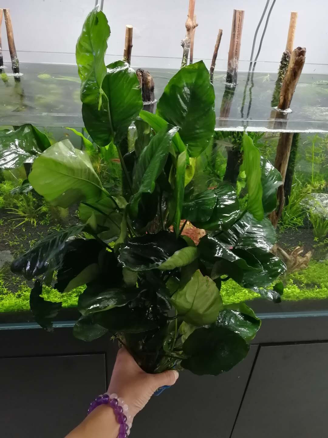 水榕需要种在水草泥里吗,水草造景生命之树