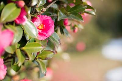 aps-c有必要升级全画幅吗,aps-c和全画幅差距大吗