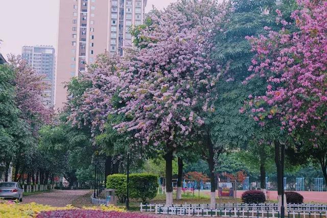 柳州市第十二中学静兰校区,柳州第十二中学文昌校区