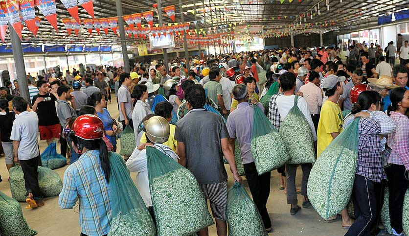 横县最美的茉莉小镇,中国茉莉之乡标志