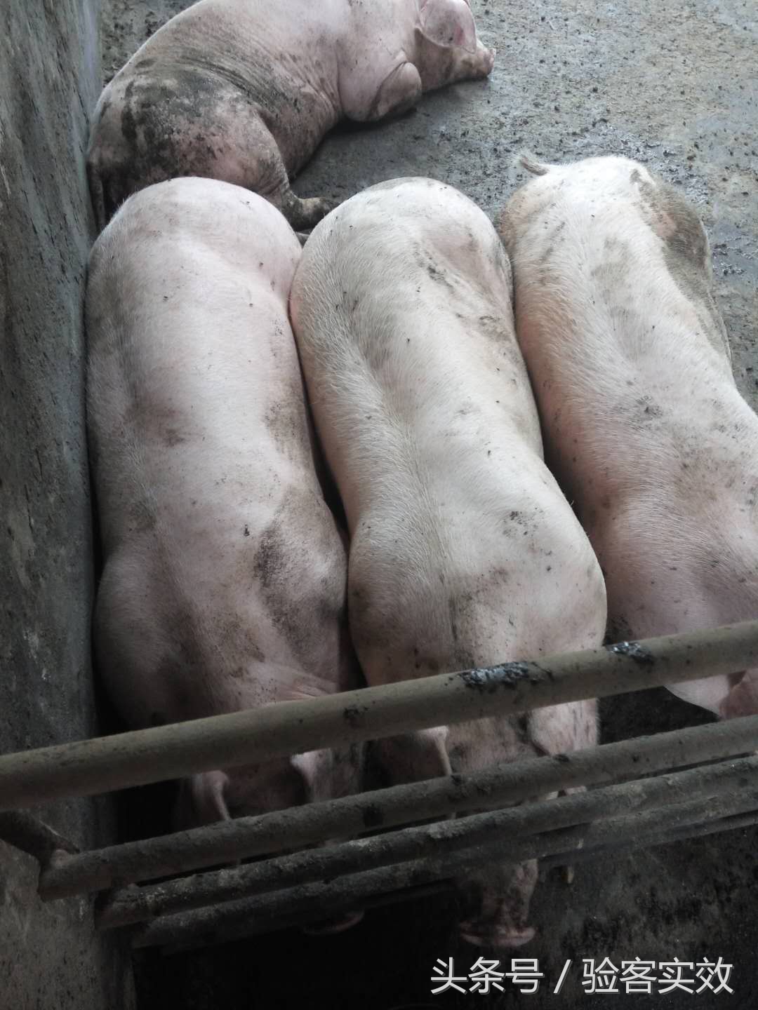 董广林母猪饲养,董广林养猪