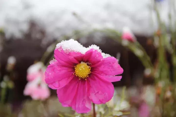 大家好，给大家介绍一下，这是我们昌平小汤山的看家宝！