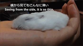 月饼吃怕了？这里有仓鼠饼哦！