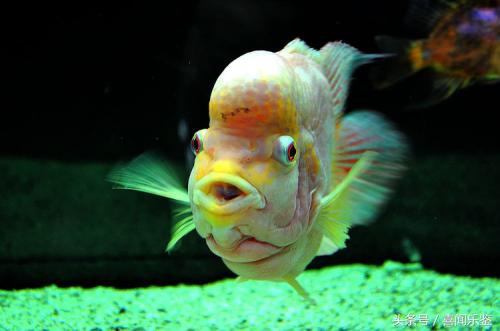 春季养鱼要注意些什么,秋季养鱼