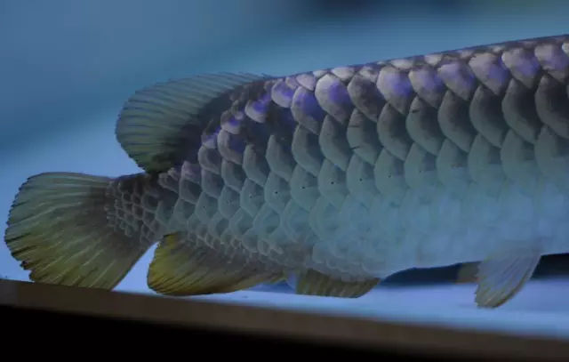 龙鱼鳍尾修复,龙鱼过背成长视频