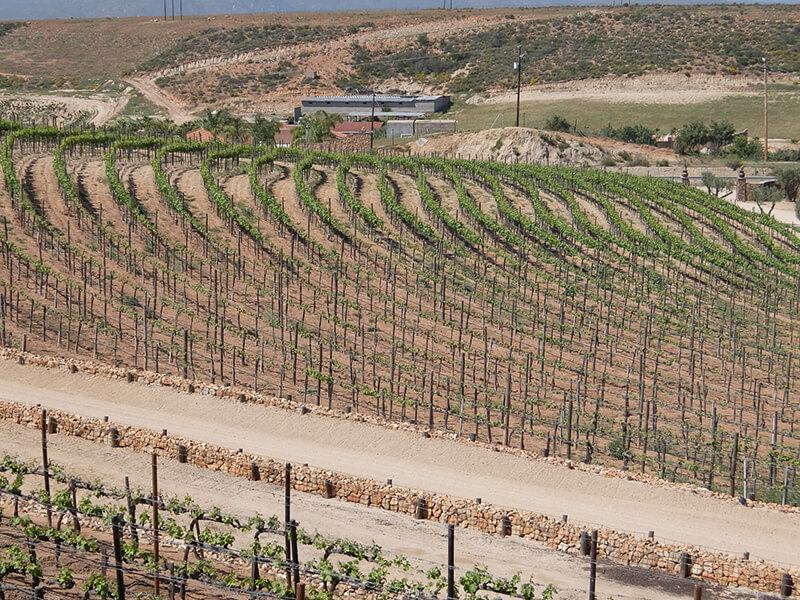 说起来你可能不信，比起龙舌兰和科罗娜，我更爱墨西哥葡萄酒！