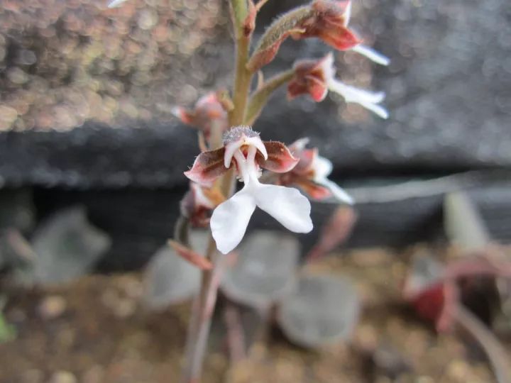 金线莲怎么养才是最好的,金线莲的养殖方法和注意事项