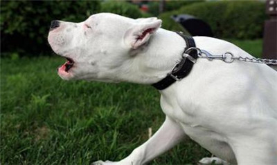 训练杜高犬教学视频全集,怎样训练杜高犬不咬人