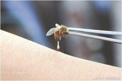 中医药与养生文化的融合发展论文,蜂疗产业