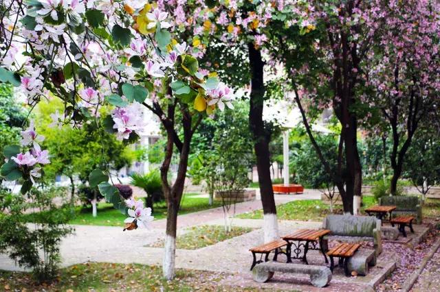 柳州市第十二中学分数线,柳州市第十二中学农志勋