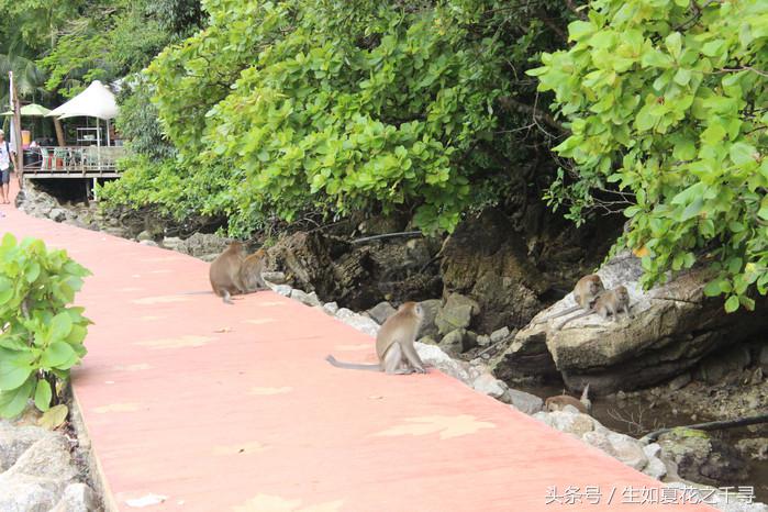 去兰卡威逗小鲨鱼，登嘉楼热浪岛浪一浪