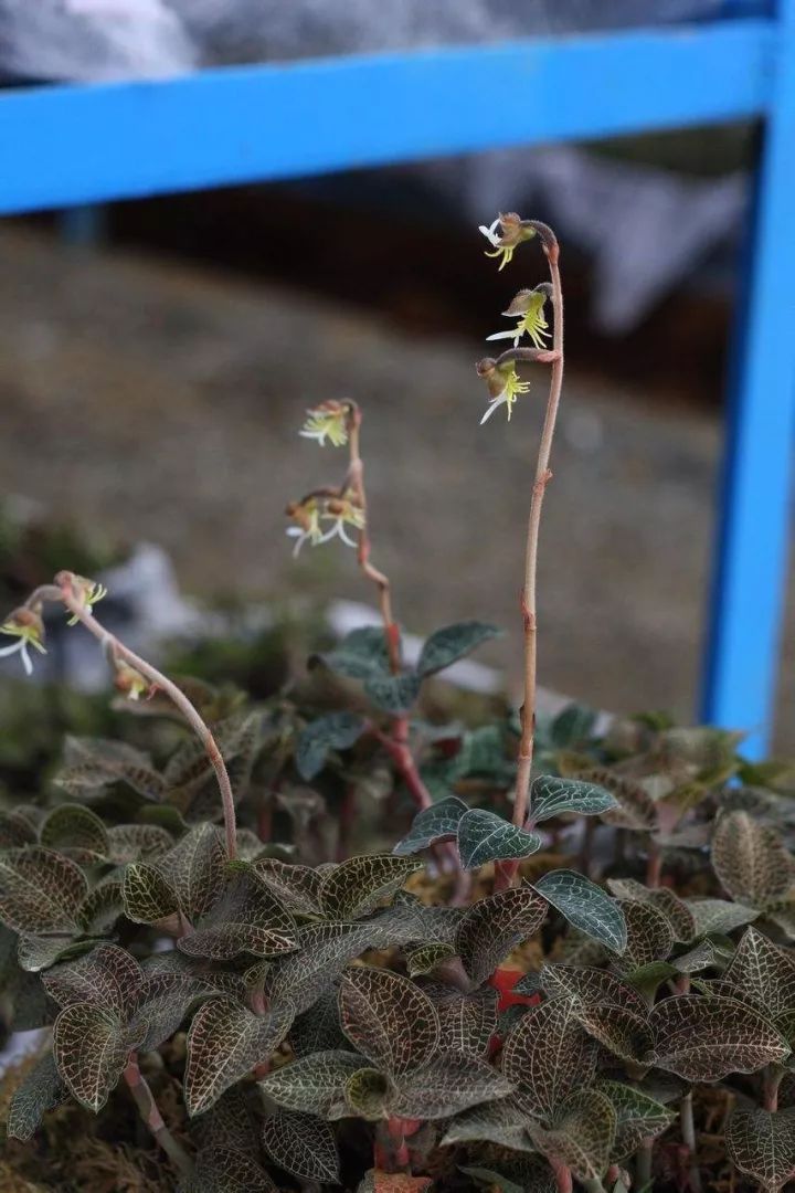 金线莲的养殖方法和注意事项,金线莲栽培时的生态环境条件