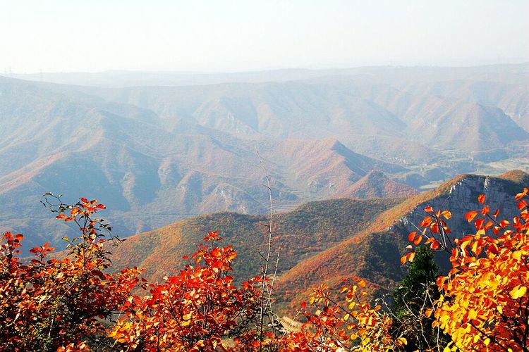 秋韵流过的晋城红