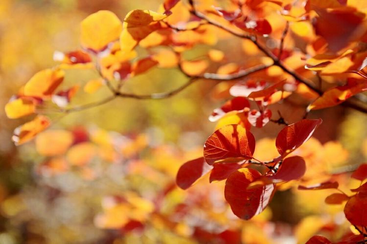 秋韵流过的晋城红