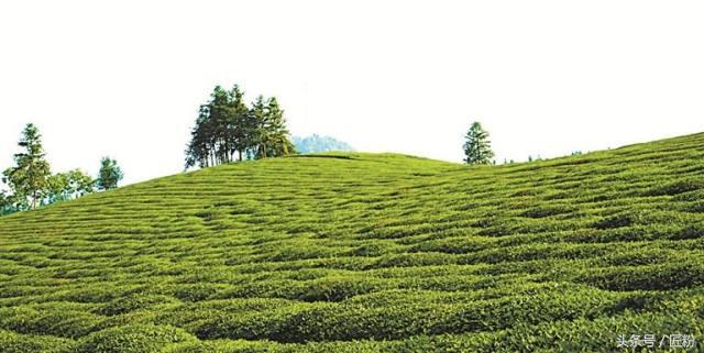 浮梁最好的茶叶品牌,浮梁茶叶怎么样