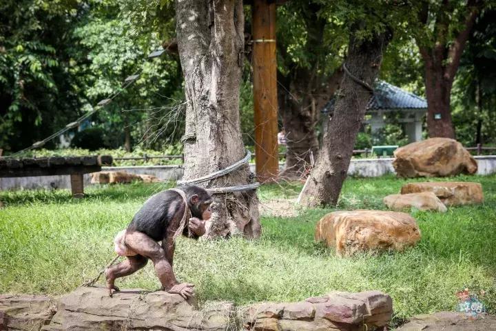 广州动物园的地图,广州动物园下一站去哪里