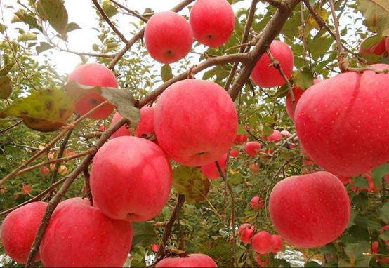 苹果是什么季节成熟最好吃,苹果最好的产地及品种