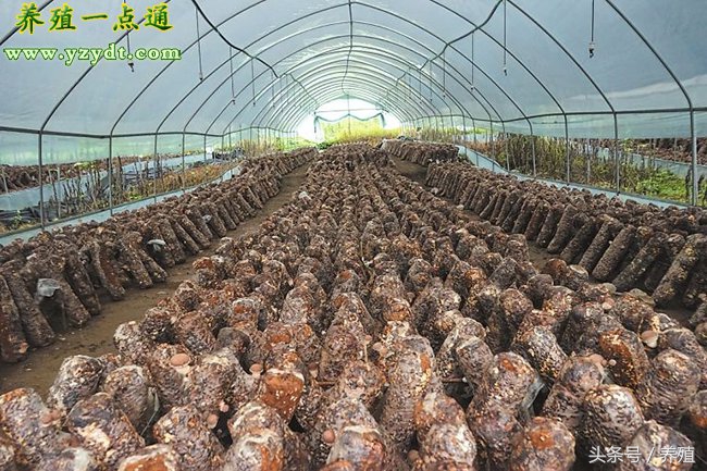 适合农村小本创业项目小型加工厂,利润很吓人10个冷门创业项目农村