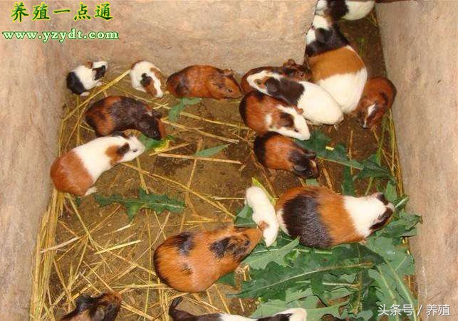 适合农村小本创业项目小型加工厂,利润很吓人10个冷门创业项目农村