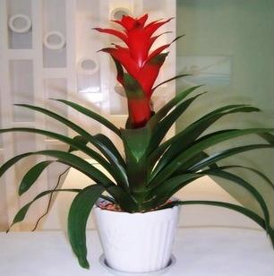 耐阴耐旱好养的室内盆栽,十大公认最好闻的盆栽