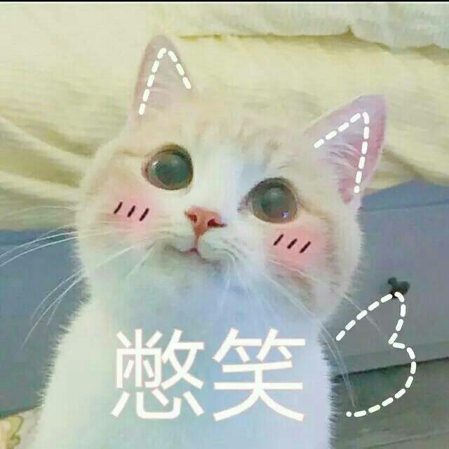 最近很火的猫咪表情包的猫叫什么,最近很火的猫表情包是什么品种的