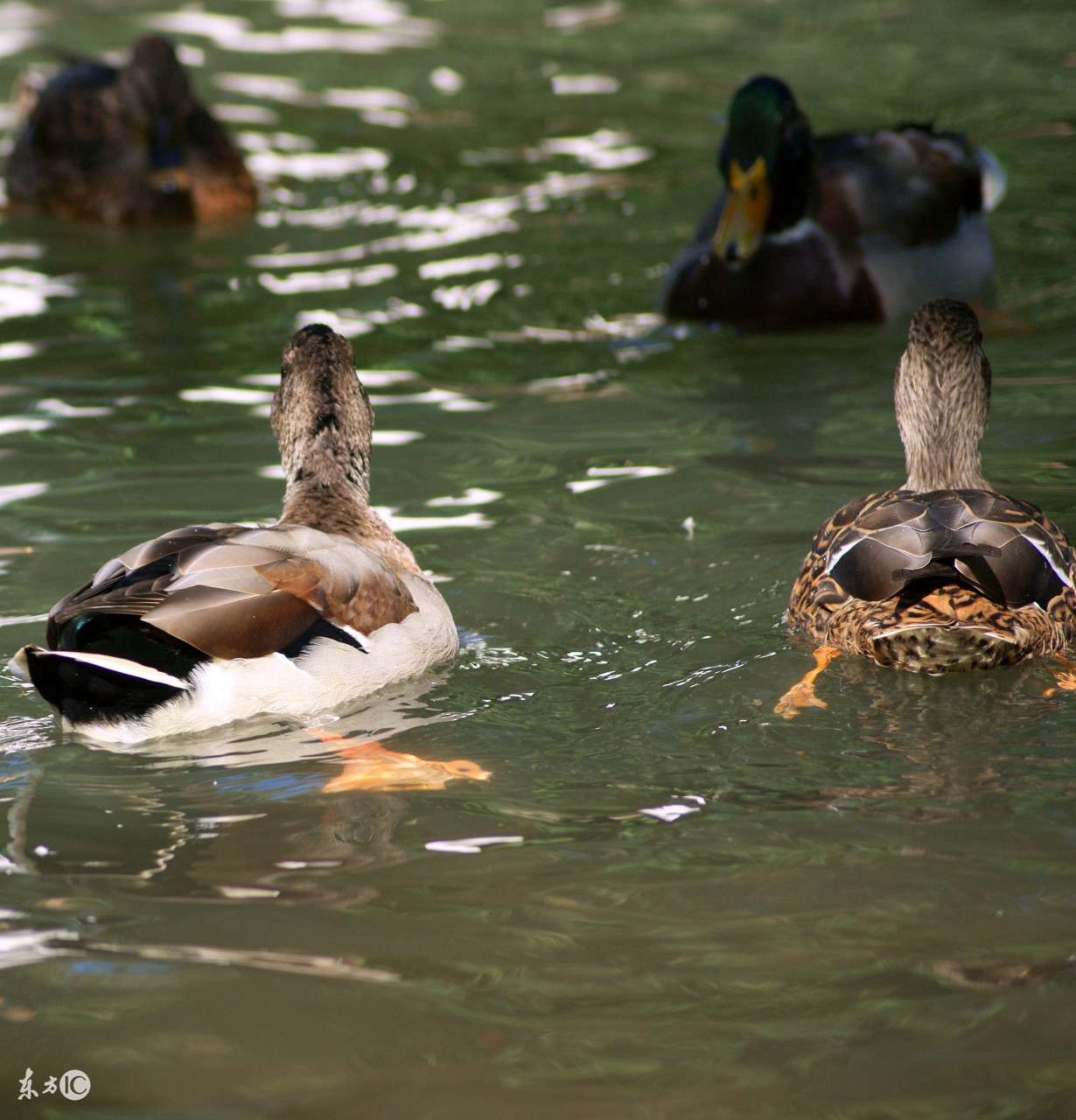 竞争压力下，鸭子的丁丁会长大