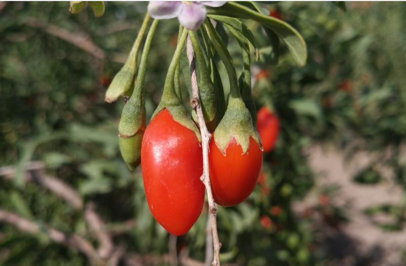 家里枸杞放潮了怎么办,家里枸杞受潮怎么烘干