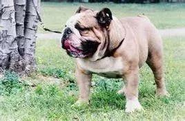 斗牛犬容易得哪些疾病,斗牛犬大小便是怎么回事