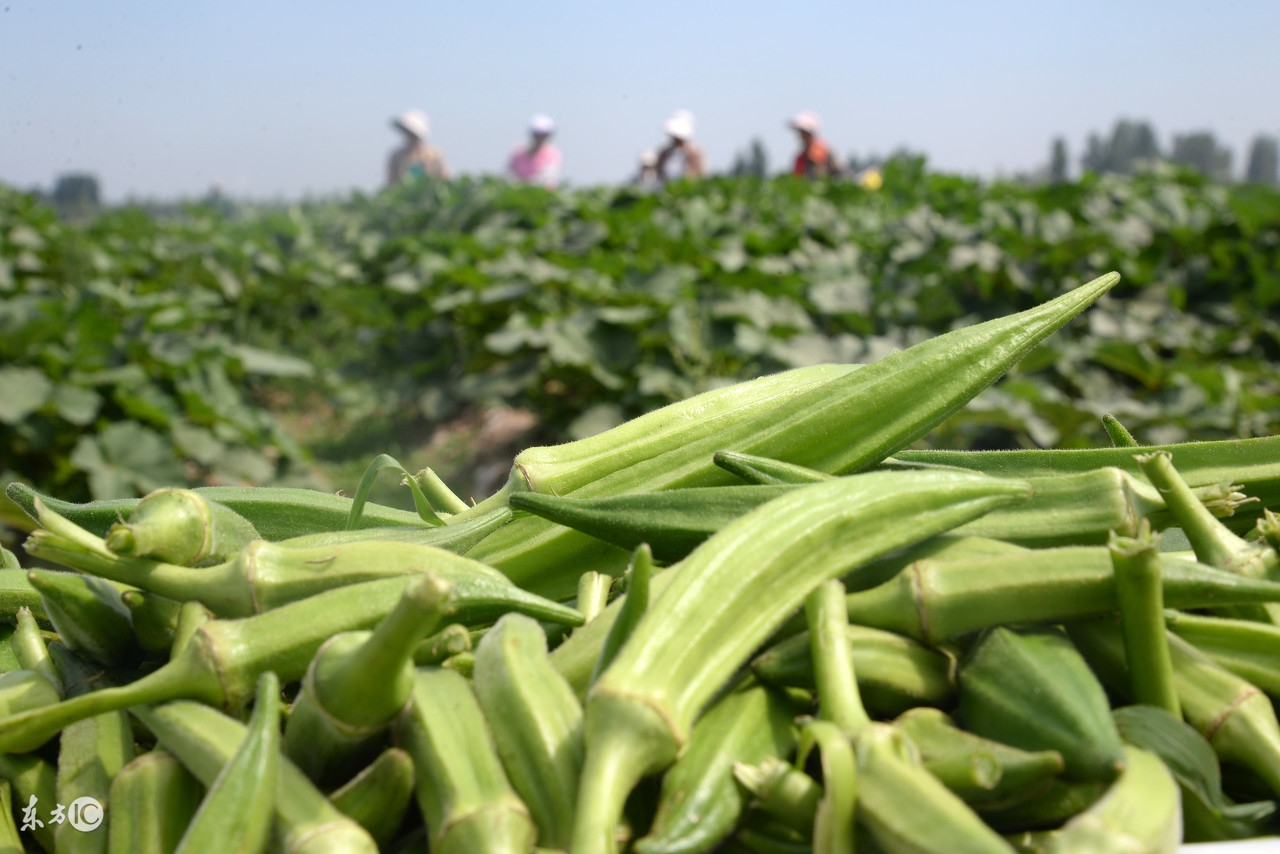 秋葵什么季节吃最好呢,秋葵适合什么季节吃最好