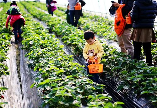 农庄经营失败案例,农庄亏损如何盈利