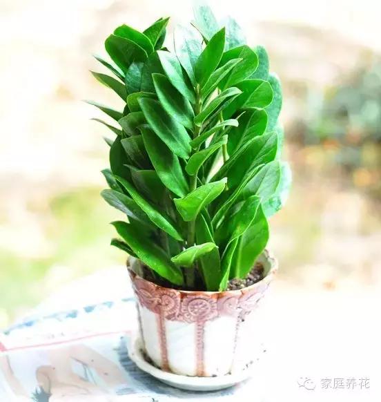 金钱树换盆正确方法,发财树的养殖方法