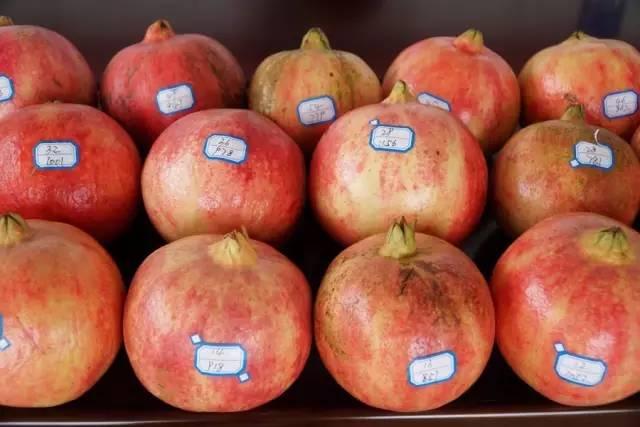 我的故乡彝族,我的故乡云南原唱