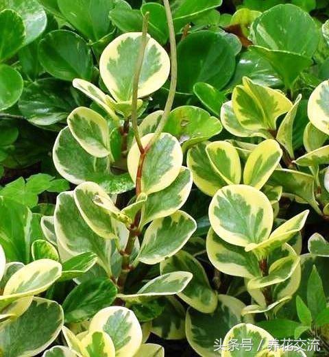 紫边碧玉开花需要剪掉吗,碧玉莲干枯的叶子能剪掉吗