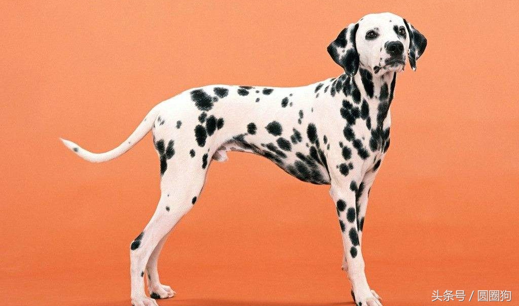 大麦町犬属于中型犬还是大型犬,斑点狗大麦町犬为什么禁养