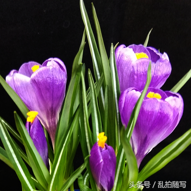 家里花草推荐,家里漂亮花草