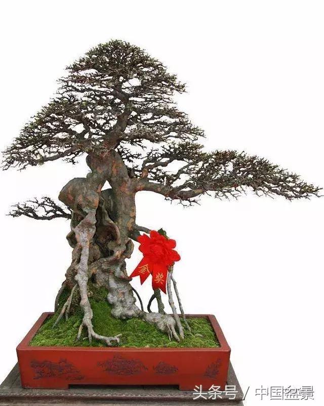 如何看待盆景的技法,盆景入坑的十大感受