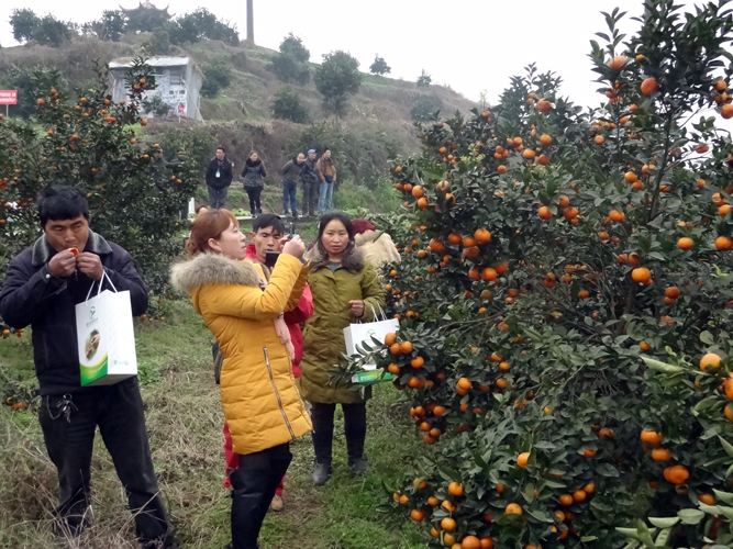 柑橘种植前有哪些注意事项,柑橘种植前要注意什么