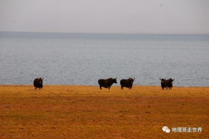 藏北高原无人区攻略,藏北无人区风景美如画