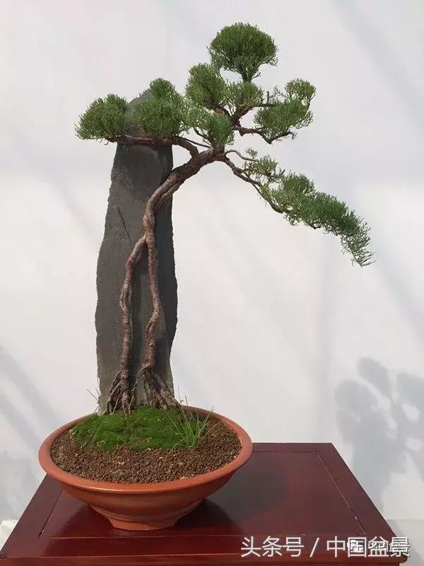 如何看待盆景的技法,盆景入坑的十大感受