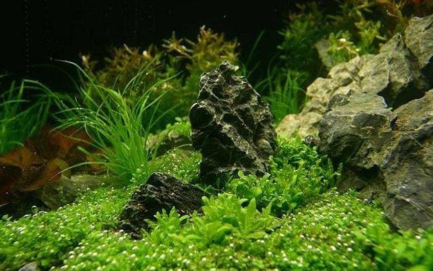 纯净水养草缸,怎么让生态缸的水更清